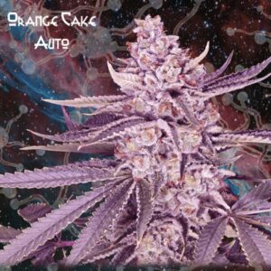 Orange Cake Auto