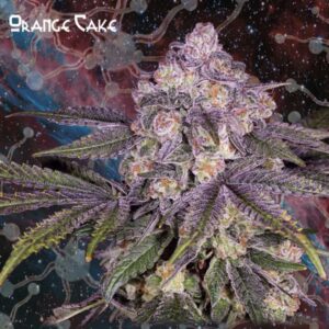 Orange Cake Geneseeds