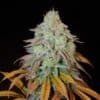RM Confidential