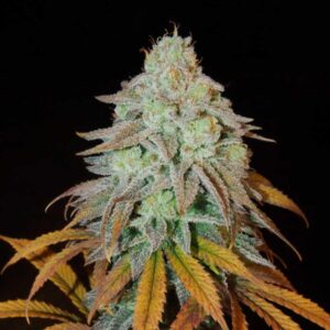 RM Confidential
