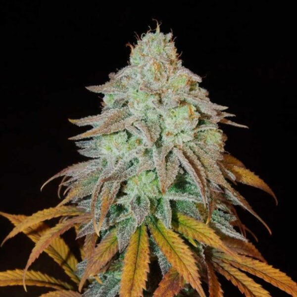 RM Confidential