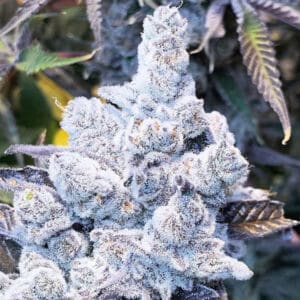 Slurricane #7 S1