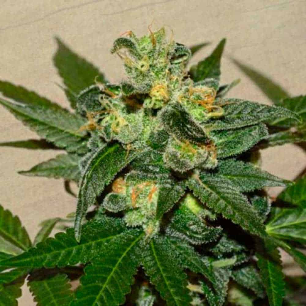 Super Skunk Kush
