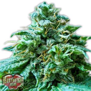 Superb OG