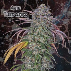 Thunderfuck Auto