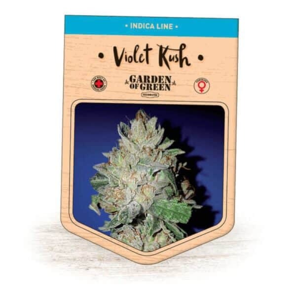 Violet Kush