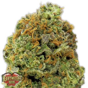 Wipeout Express Auto