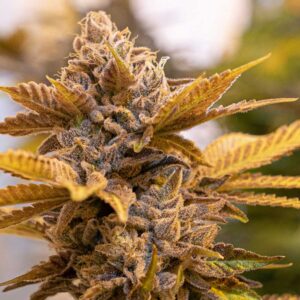 Alien Candy Kush Fast