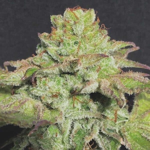 Alien Wedding Cookies