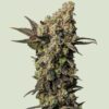 Astro Lemonade F1