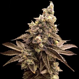 Auto Alien Candy Kush