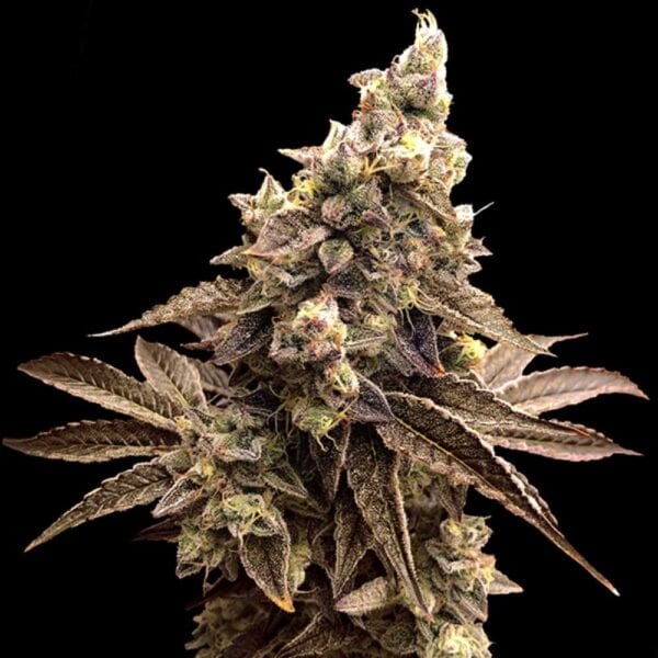 Auto Alien Candy Kush