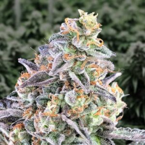 Auto Cherry Pie HighSpeedBuds