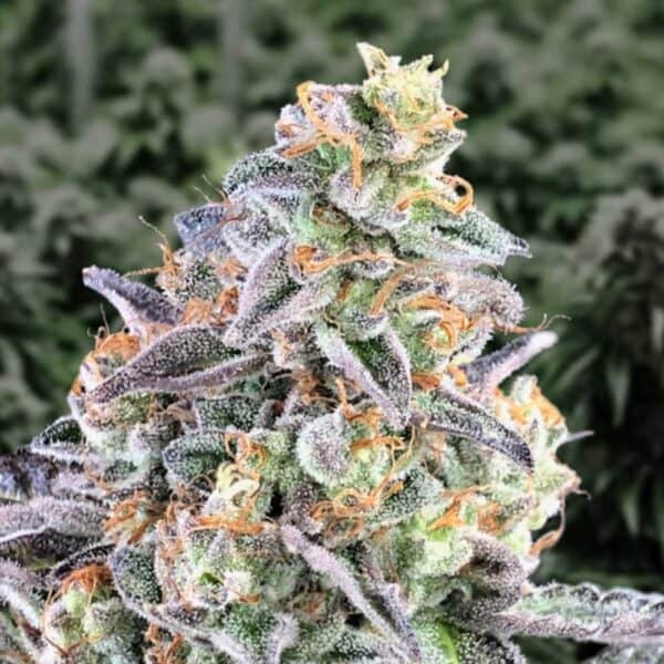 Auto Cherry Pie HighSpeedBuds