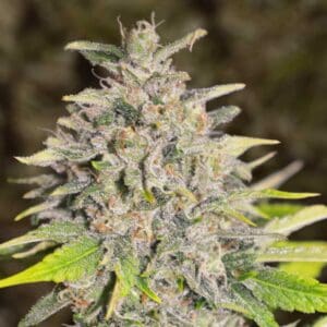 Auto Chocolope