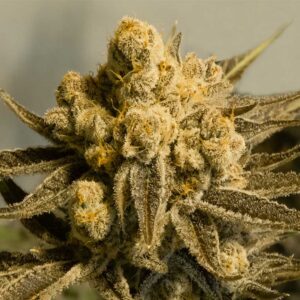 Auto Critical Glue #4