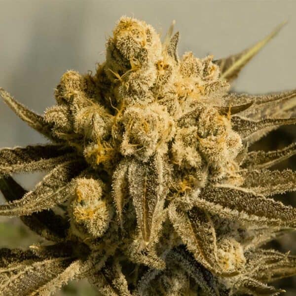 Auto Critical Glue #4