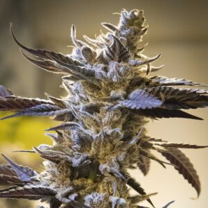 Auto Ghost Train OG