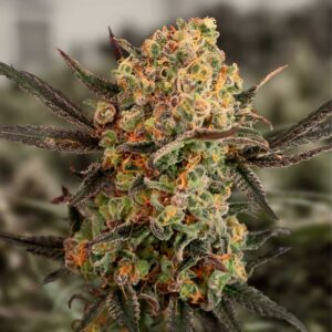 Auto Gorilla Cookies