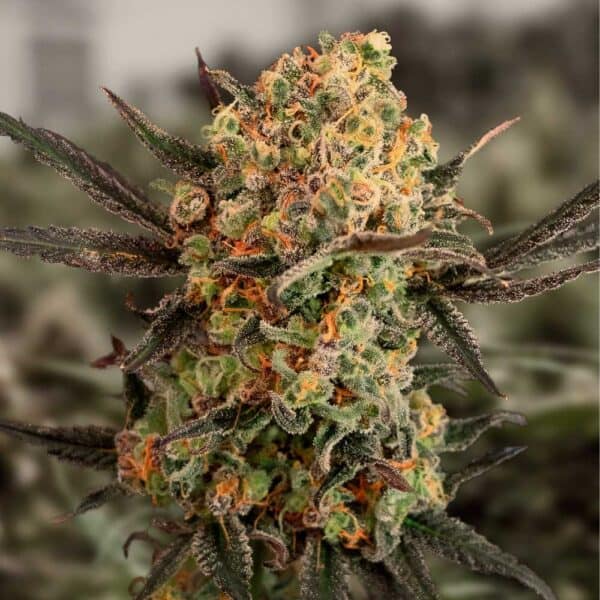 Auto Gorilla Cookies