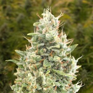 Auto Gorilla Zkittlez HSB