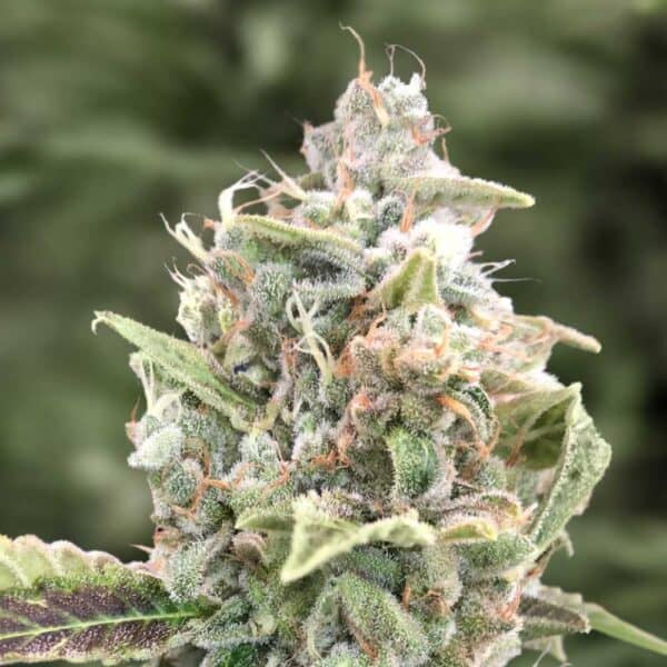 Auto Grateful Dead