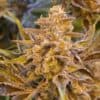 Auto High Voltage