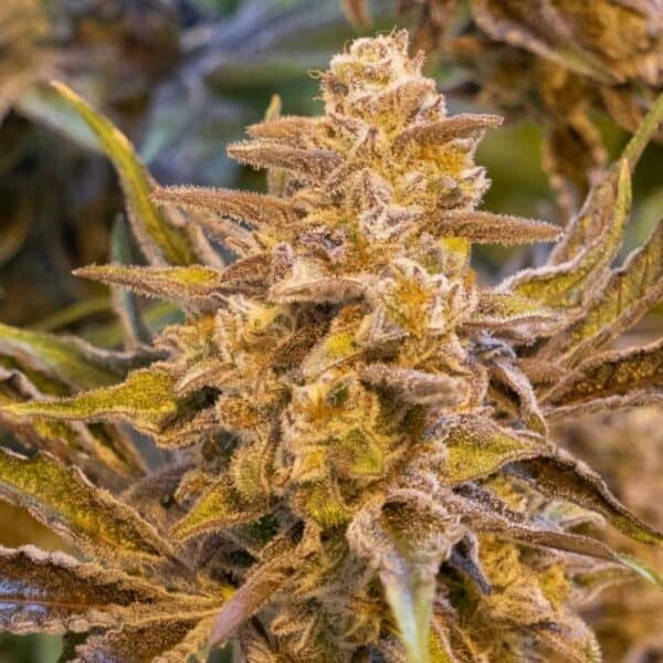 Auto High Voltage