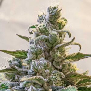 Auto Lemon Cake
