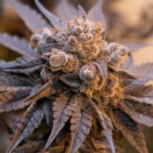 Auto Purple Punch HSB
