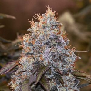 Auto Strawberry Banana HSB