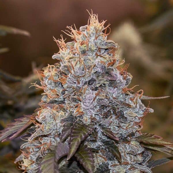 Auto Strawberry Banana HSB
