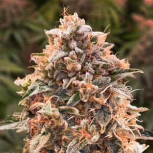Auto Super Glue #4