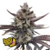 Banana Purple Punch Auto RF3