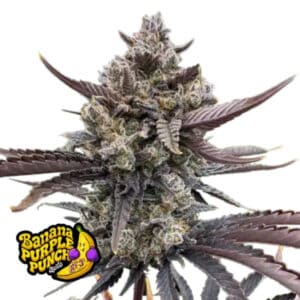 Banana Purple Punch Auto RF3