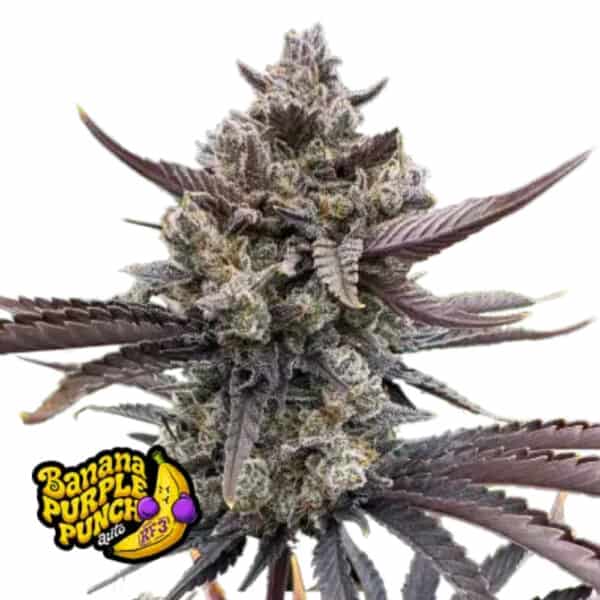 Banana Purple Punch Auto RF3