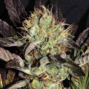 Big Apple Cookies