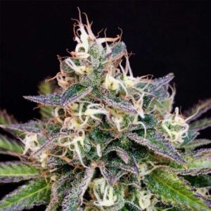 Cheese Cookies