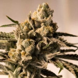 Cherry Pie Fast HSB