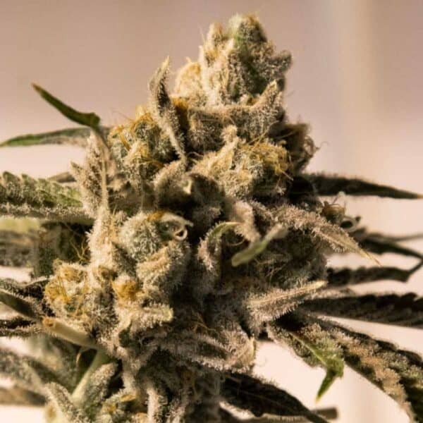 Cherry Pie Fast HSB