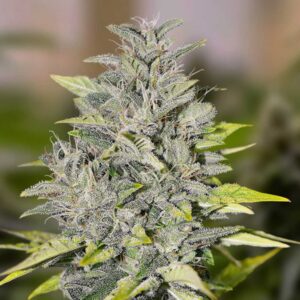 Chocolope Fast
