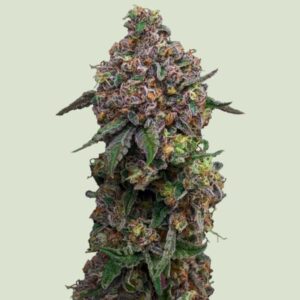 Cosmic Cheddar F1