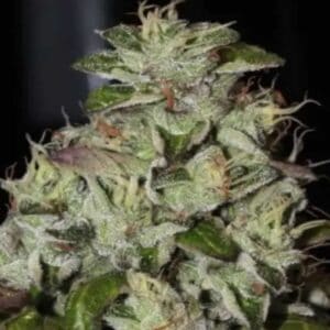 Fire Afghan Cookies