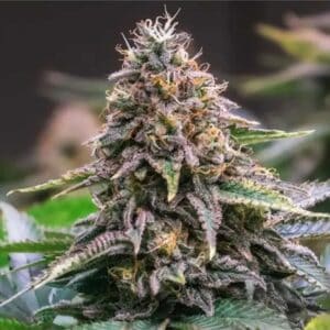 Ghost Train OG Fast