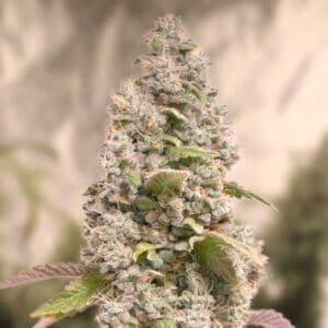 Gorilla Cookies Fast