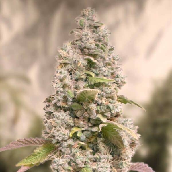 Gorilla Cookies Fast