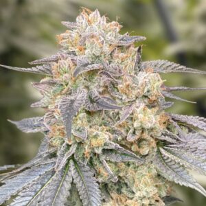 Gorilla Zkittlez Fast