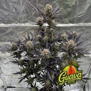 Guava Auto RF3