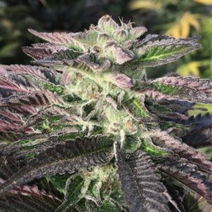 Mimosa Cookies
