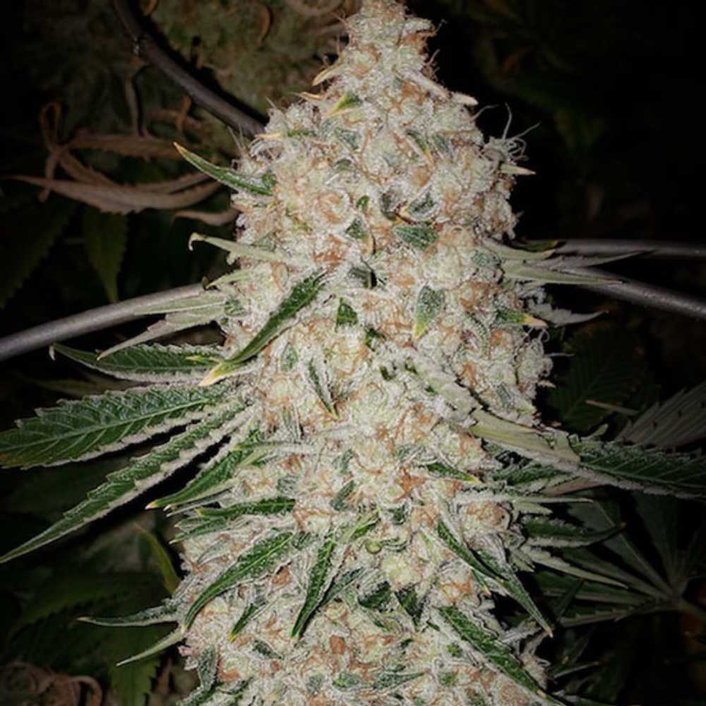 Pluto Cut RF3 Auto